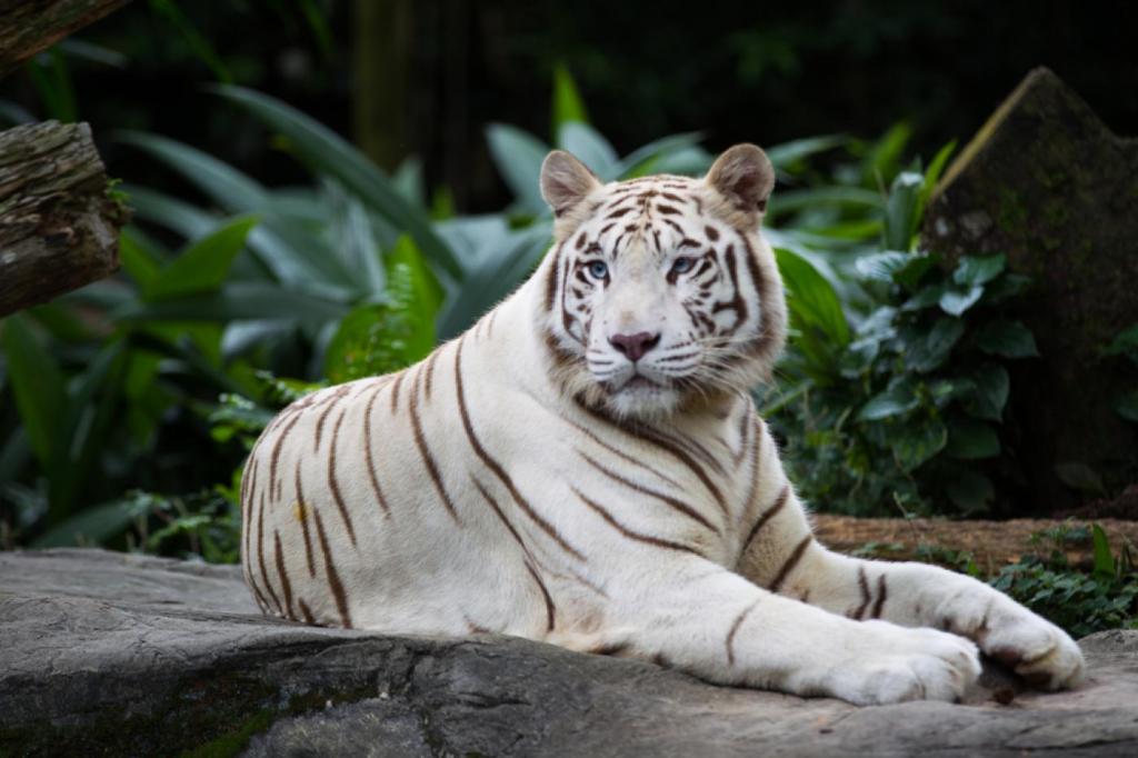 A Fehér Tigris a méltóság és a fegyelem jelképe