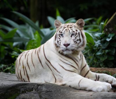 A Fehér Tigris a méltóság és a fegyelem jelképe