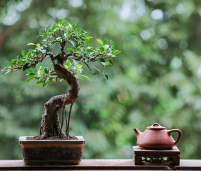 igaz történet bonsai